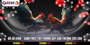Đá gà EE88 - Sảnh trực tiếp Thomo gay cấn thưởng cực cao